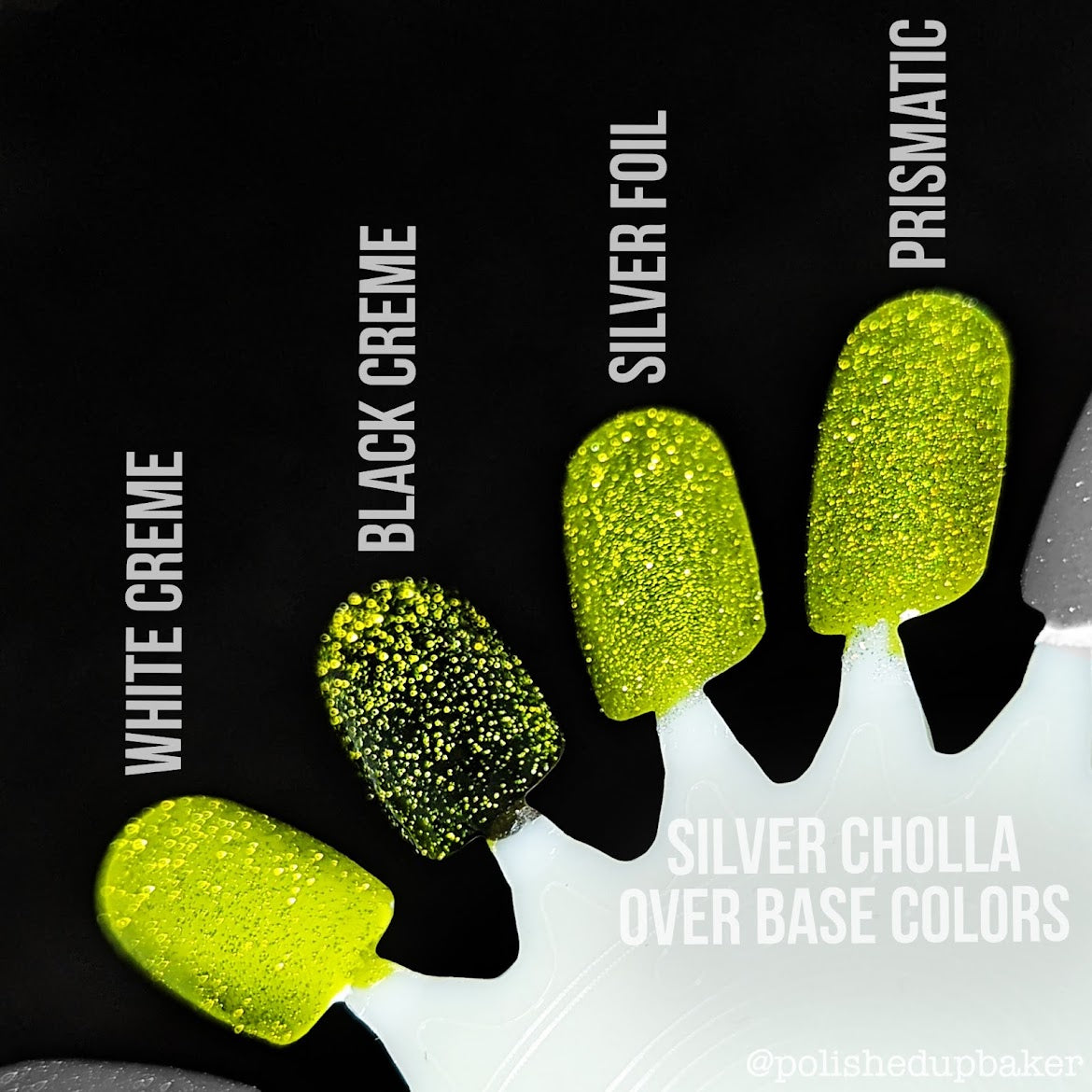 Silver Cholla