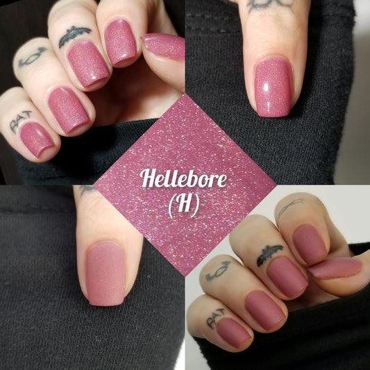 Hellebore Holo